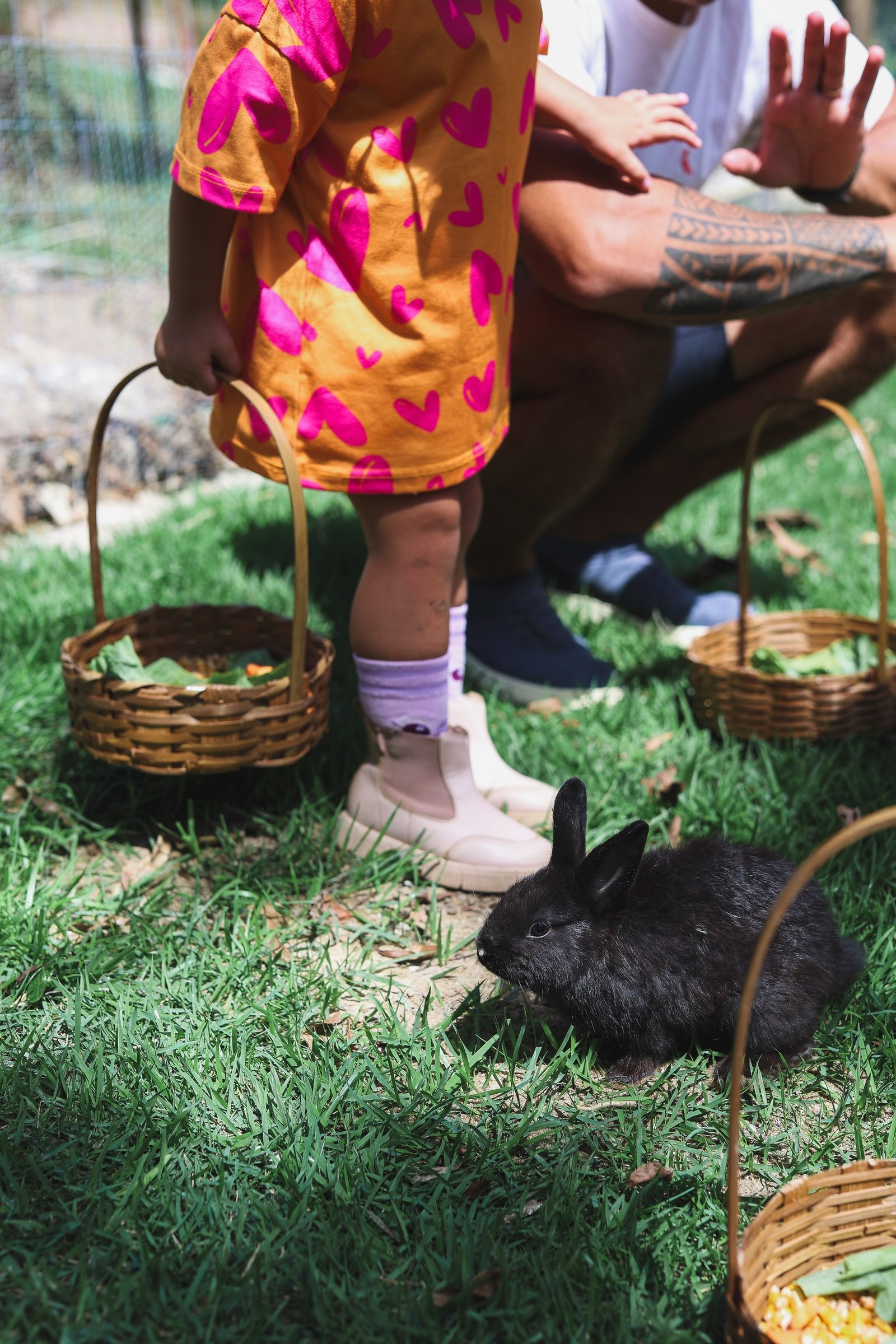 Alimentar os animais